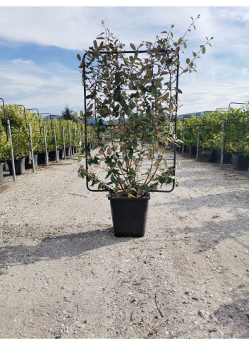 Topiaire (Plante taillée) - ELAEAGNUS ebbingei (Chalef) En pot forme espalier