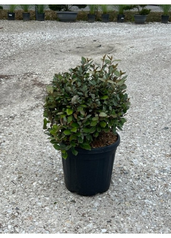 Topiaire (Plante taillée) - ELAEAGNUS ebbingei (Chalef) En pot forme boule