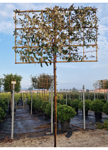 Topiaire (Plante taillée) - ELAEAGNUS ebbingei (Chalef) En por foem espallier sur tige hauteur du tronc 180-200 cm