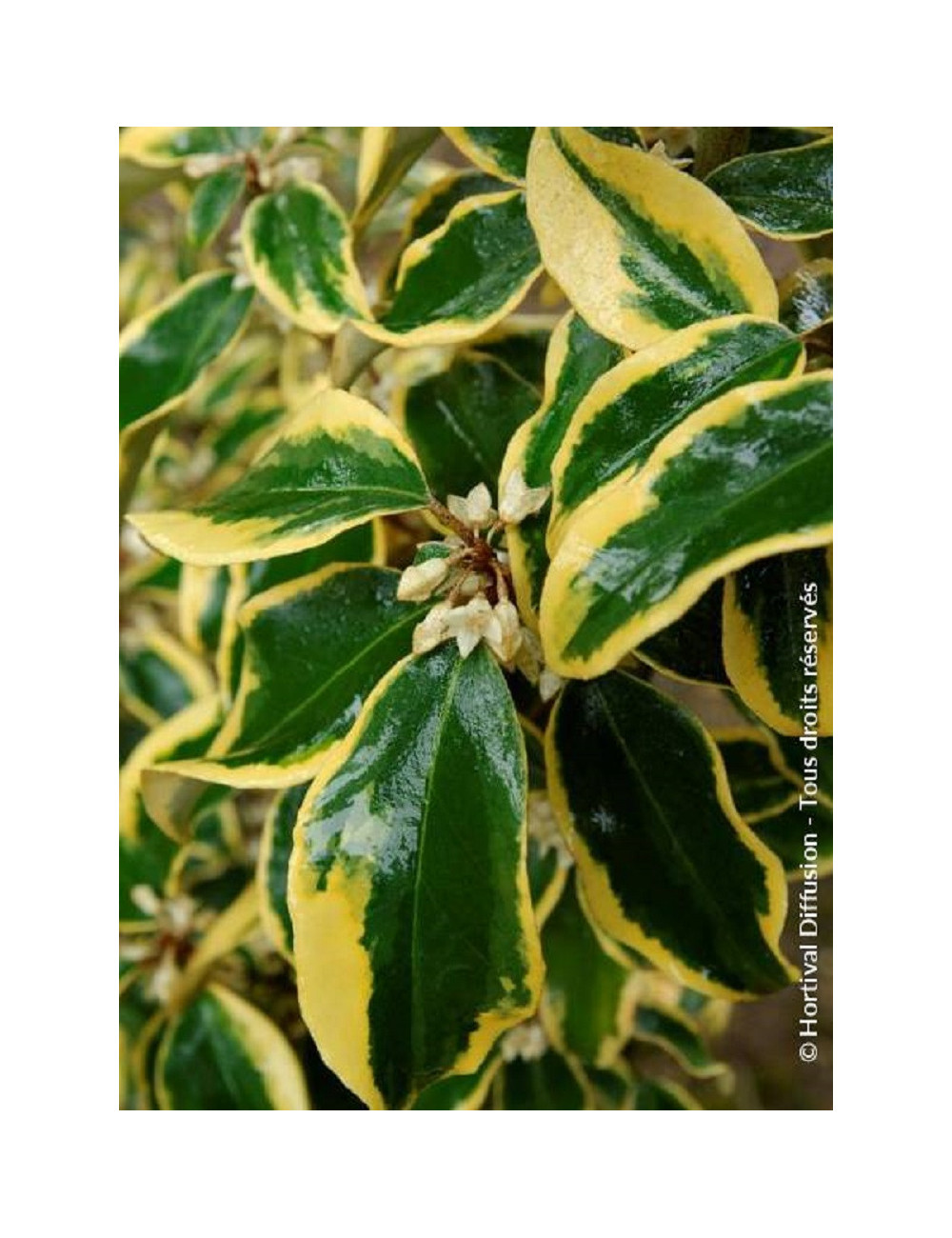 Topiaire (Plante taillée) - ELAEAGNUS ebbingei Gilt hedge (Chalef panaché)