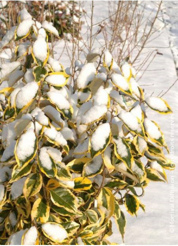 Topiaire (Plante taillée) - ELAEAGNUS ebbingei Gilt hedge (Chalef panaché)