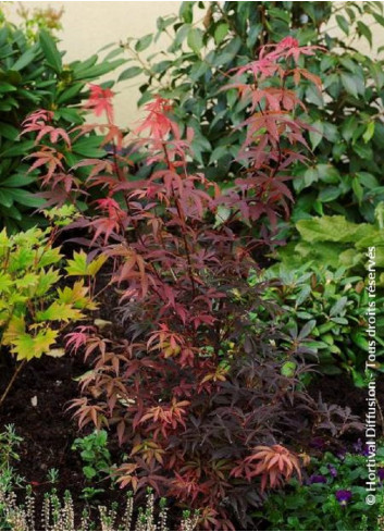 ACER palmatum SKEETER'S BROOM