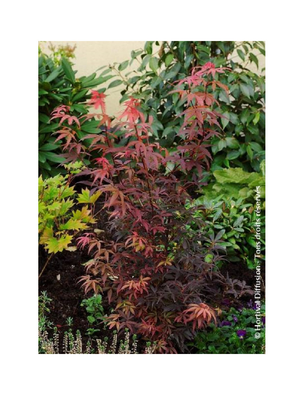 ACER palmatum SKEETER'S BROOM