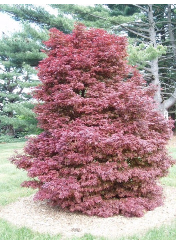 ACER palmatum SKEETER'S BROOM