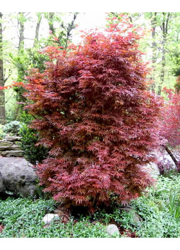 ACER palmatum SKEETER'S BROOM