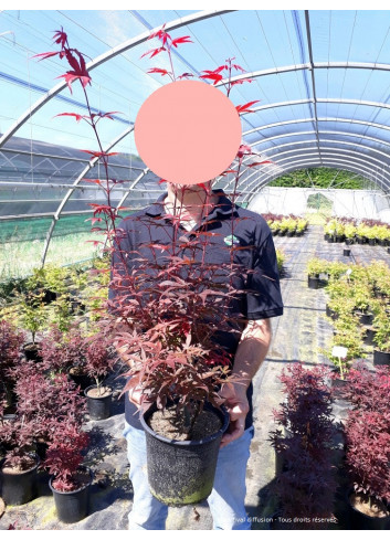 ACER palmatum SKEETER'S BROOM En pot de 4-5 litres