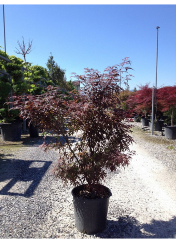 ACER palmatum SKEETER'S BROOM En pot de 15-20 litres