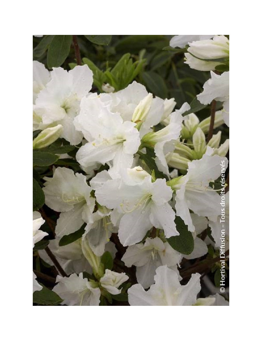 AZALEA repetita WHITE 