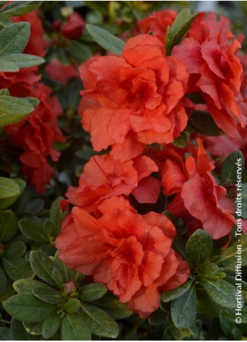 AZALEA REPETITA CORAL 