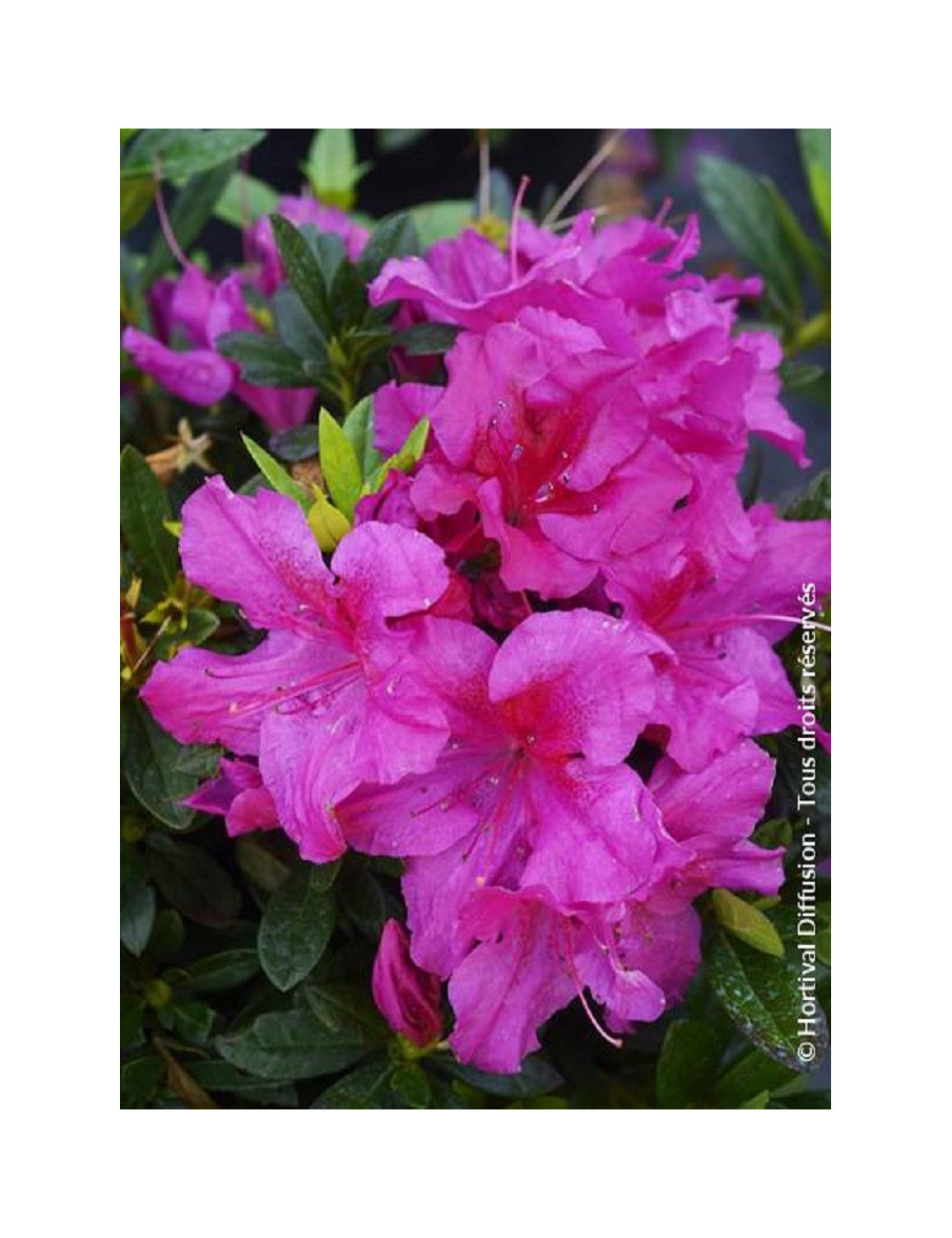 AZALEA repetita VIOLET