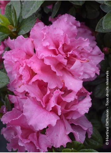 AZALEA repetita PINK