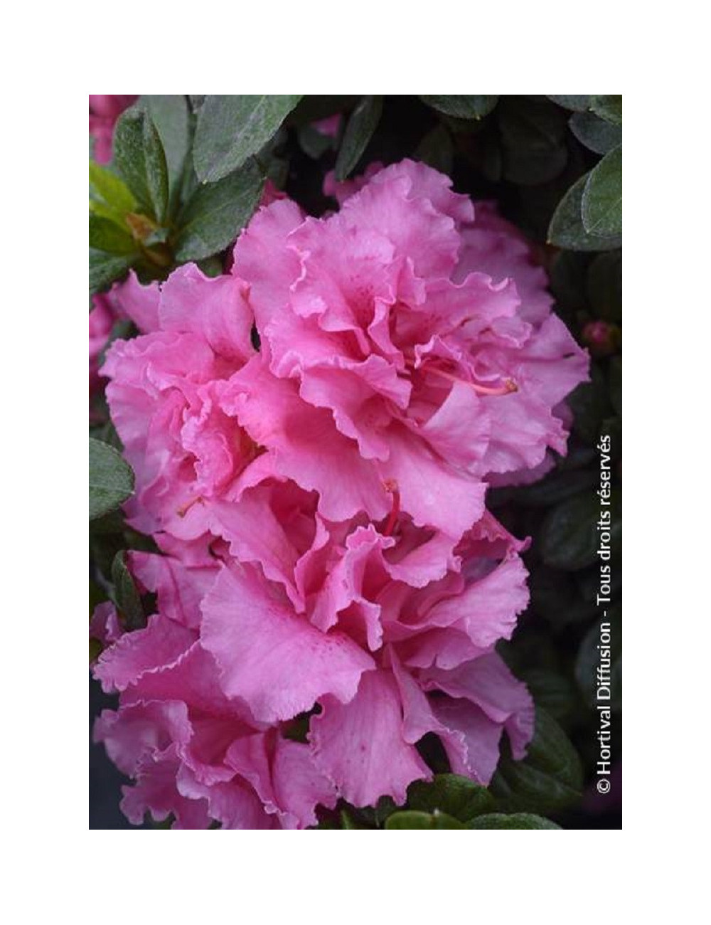 AZALEA repetita PINK