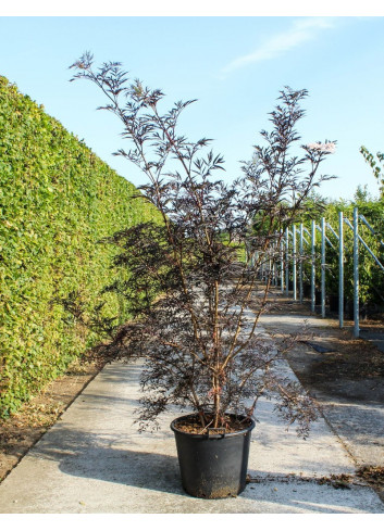 SAMBUCUS nigra BLACK LACE En pot de 90-110 litres