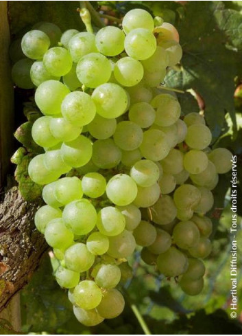 Topiaire (Plante taillée) - VIGNE DE TABLE