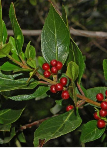 RHAMNUS alaternus