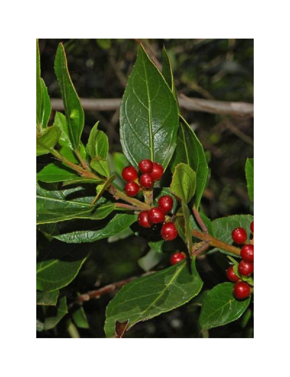 RHAMNUS alaternus