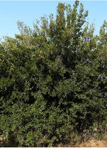 RHAMNUS alaternus