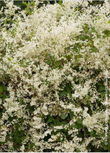 POLYGONUM aubertii