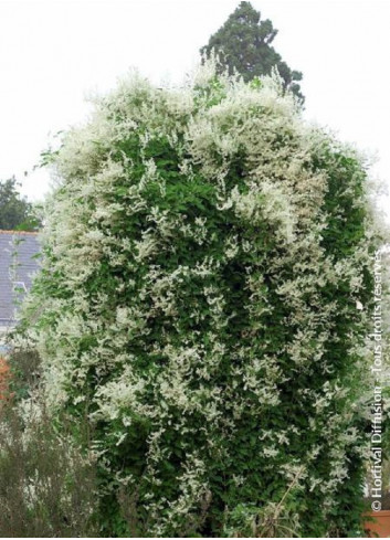 POLYGONUM aubertii