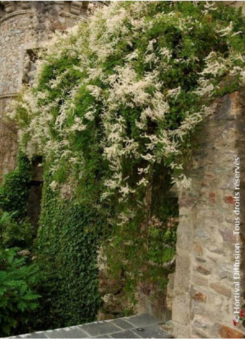 POLYGONUM aubertii