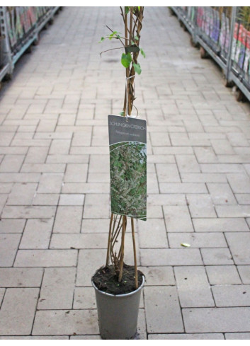 POLYGONUM aubertii En pot de 4-5 litres