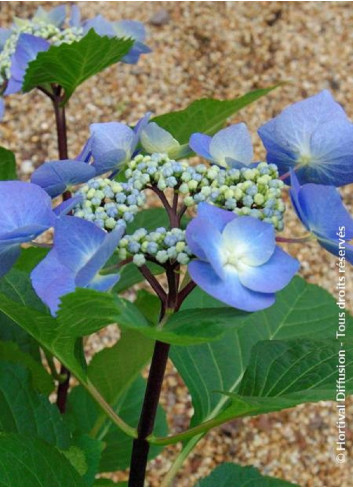 HYDRANGEA macrophylla ZORRO BLEU