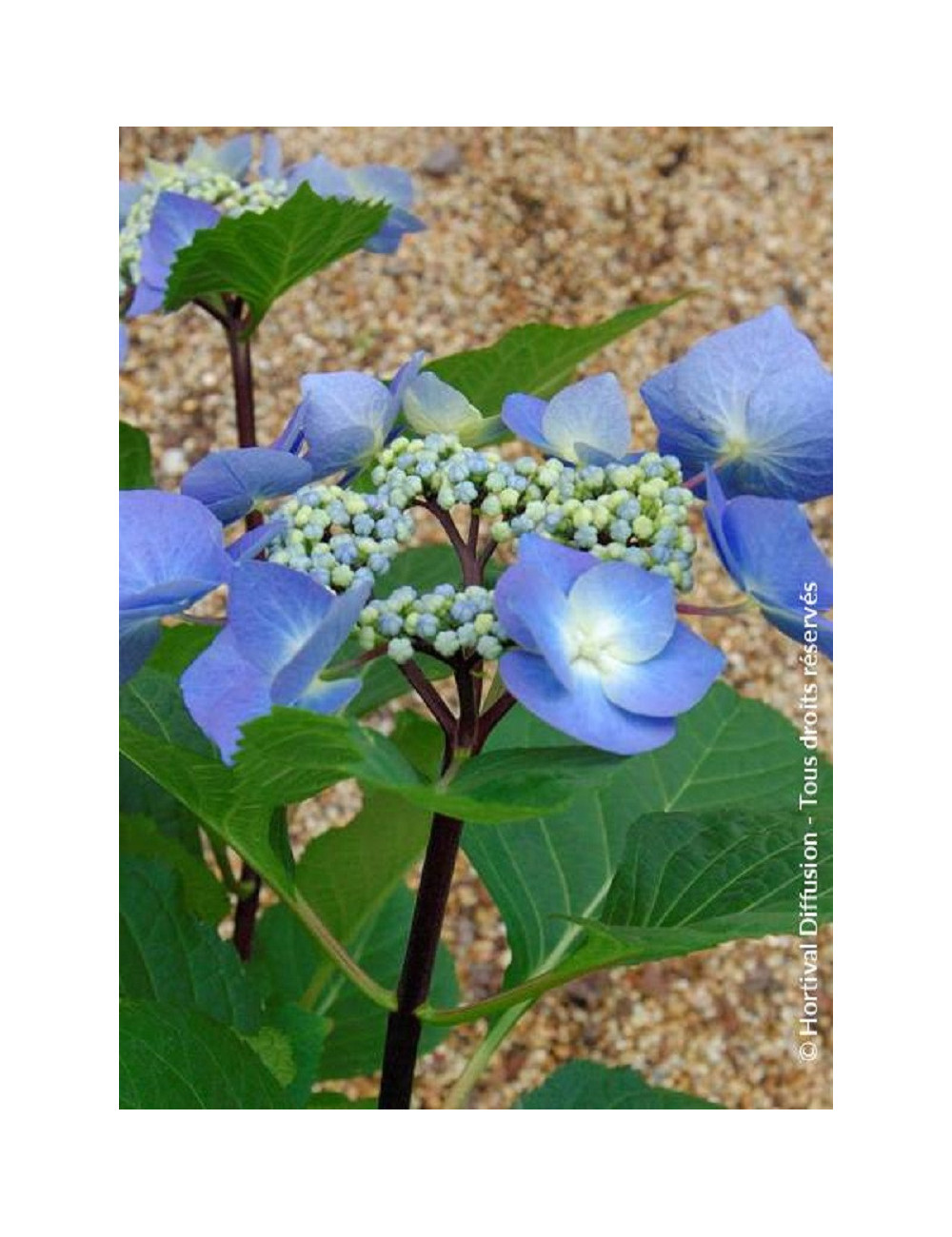 HYDRANGEA macrophylla ZORRO BLEU