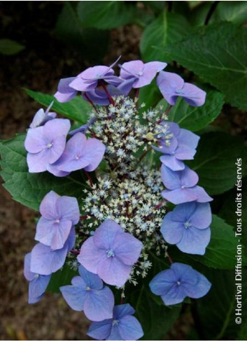 HYDRANGEA macrophylla ZORRO BLEU