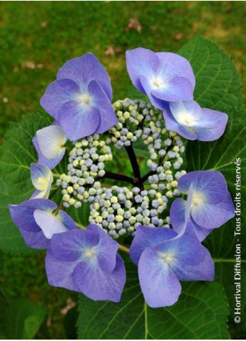 HYDRANGEA macrophylla ZORRO BLEU