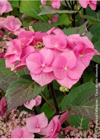 HYDRANGEA macrophylla ZORRO ROSE