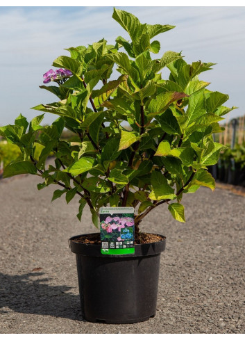 HYDRANGEA ZORRO En pot de 7-10 litres