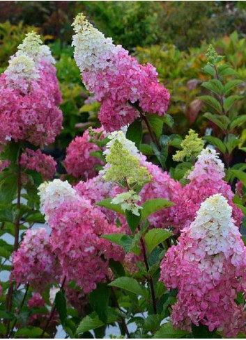 HYDRANGEA paniculata FRAISE MELBA 