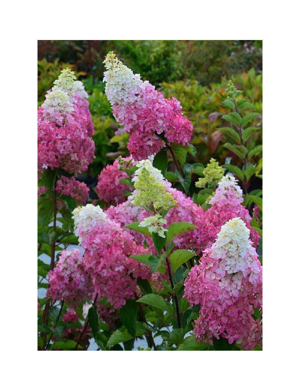 HYDRANGEA paniculata FRAISE MELBA 