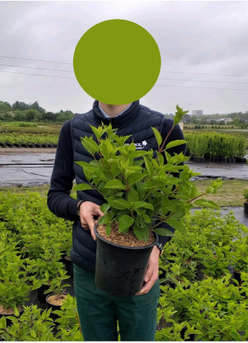 HYDRANGEA paniculata FRAISE MELBA En pot de 4-5 litres