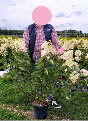 HYDRANGEA paniculata FRAISE MELBA En pot de 10-12 litres  extra