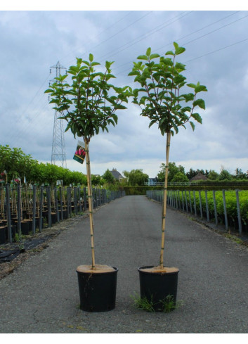 HYDRANGEA paniculata En pot de 12-15 litres forme tige hauteur du tronc 090-110 cm