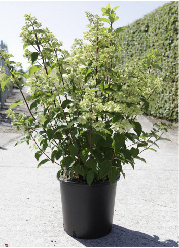 HYDRANGEA paniculata FRAISE MELBA En pot de 35-50 litres  hauteur 080-100 cm