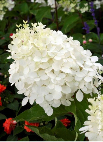 HYDRANGEA paniculata PHANTOM