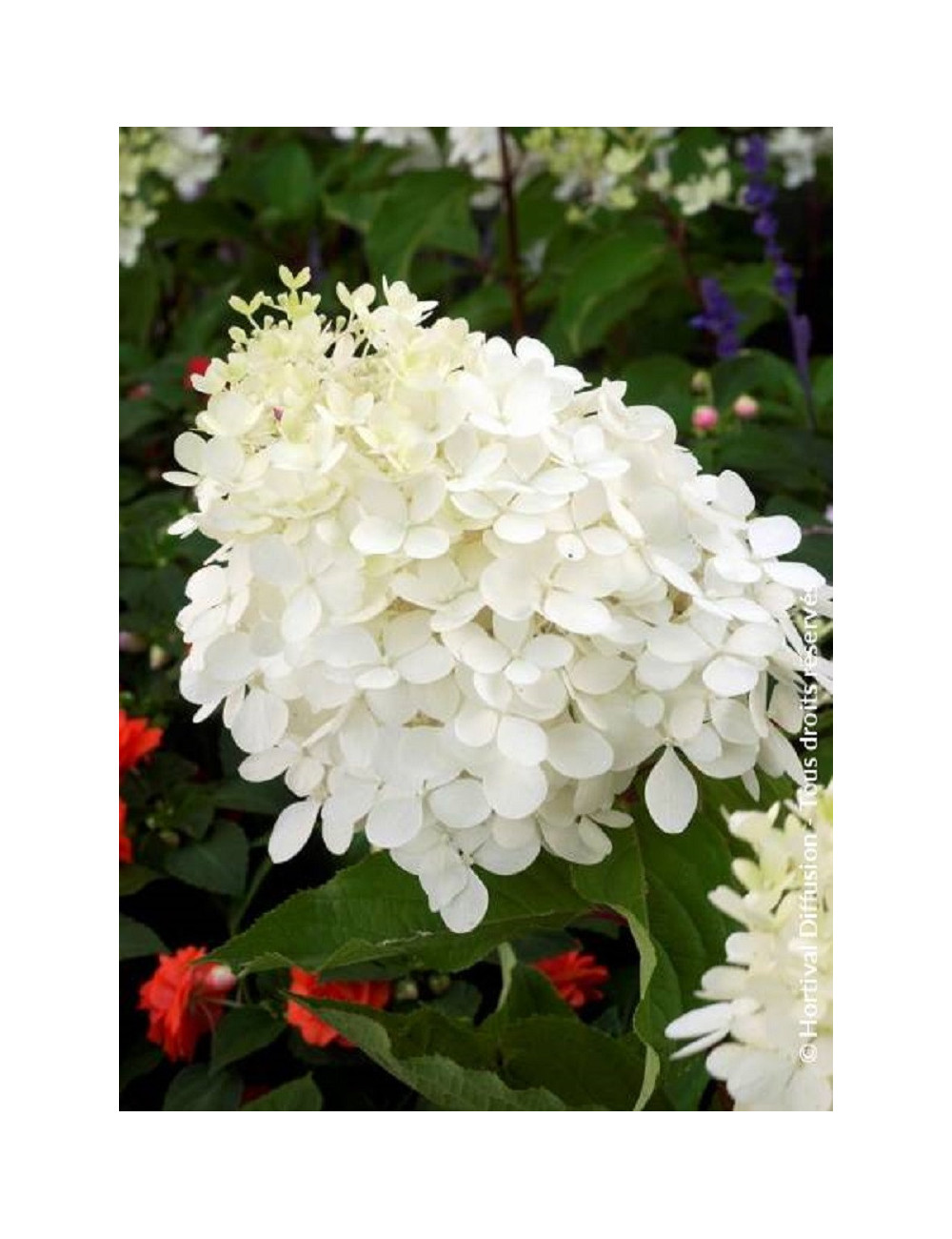 HYDRANGEA paniculata PHANTOM