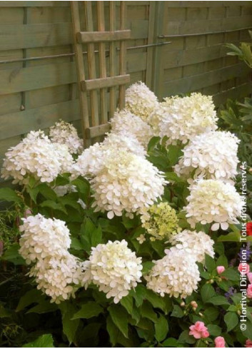 HYDRANGEA paniculata PHANTOM