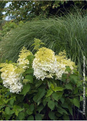 HYDRANGEA paniculata PHANTOM