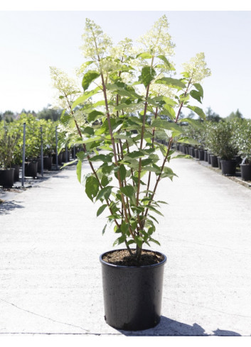 HYDRANGEA paniculata En pot de 10-12 litres