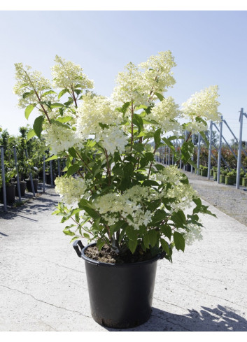 HYDRANGEA paniculata En pot de 35-50 litres