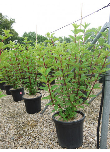 HYDRANGEA paniculata En pot de 15-20 litres