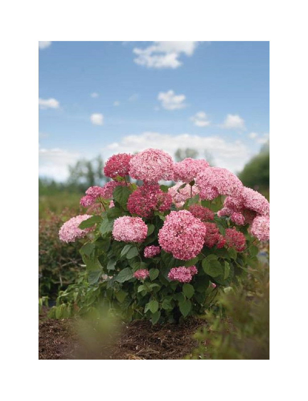 HYDRANGEA arborescens PINK ANNABELLE