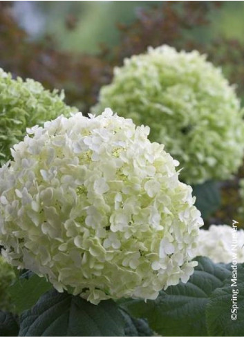 HYDRANGEA arborescens STRONG ANNABELLE