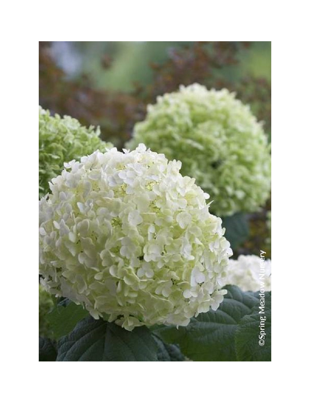 HYDRANGEA arborescens STRONG ANNABELLE