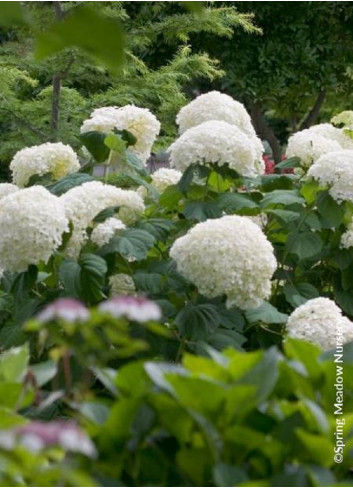 HYDRANGEA arborescens STRONG ANNABELLE