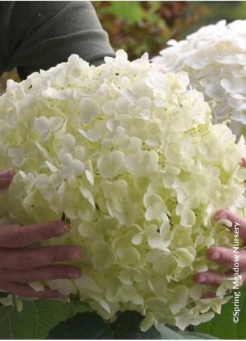 HYDRANGEA arborescens STRONG ANNABELLE