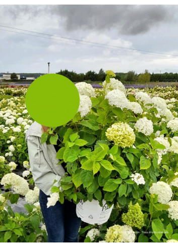 HYDRANGEA arborescens STRONG ANNABELLE En pot de 10-12 litres